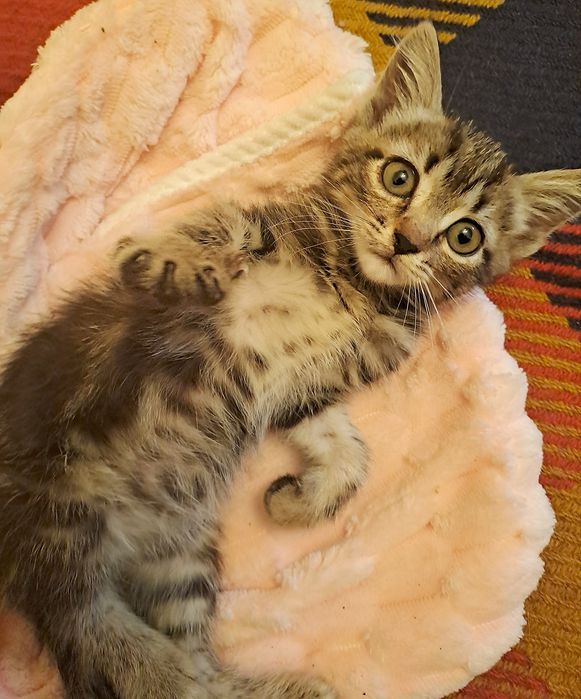 Отдам маленького котёнка