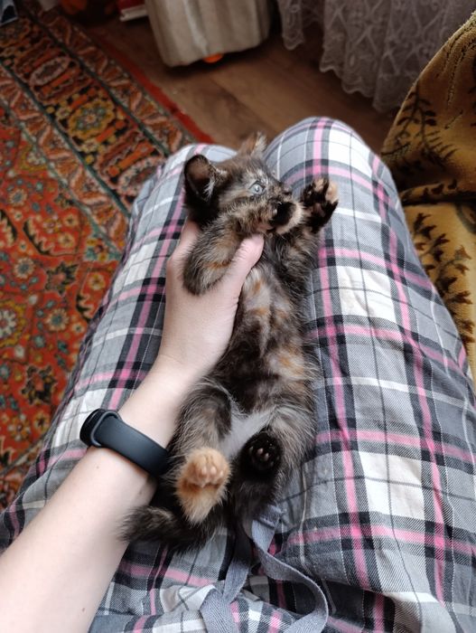 Кошечка в добрые руки