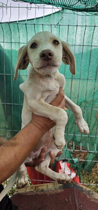 Подарявам кученца