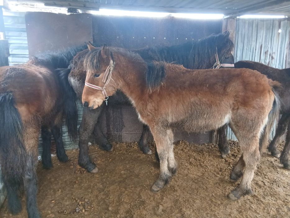 Семіз жылқылар сатылады