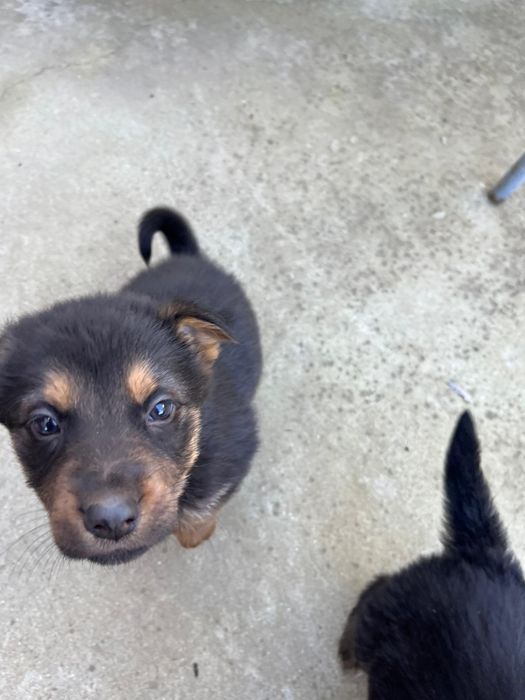 Donez ciobanesc german