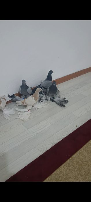 Голубей пискуны продам.