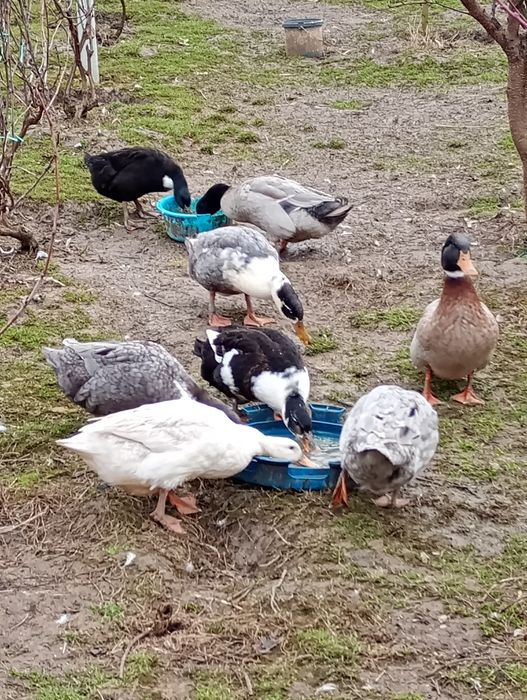 Ouă de rațe polare