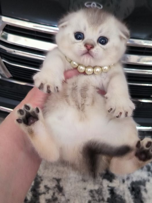 Котята от правильной вязки