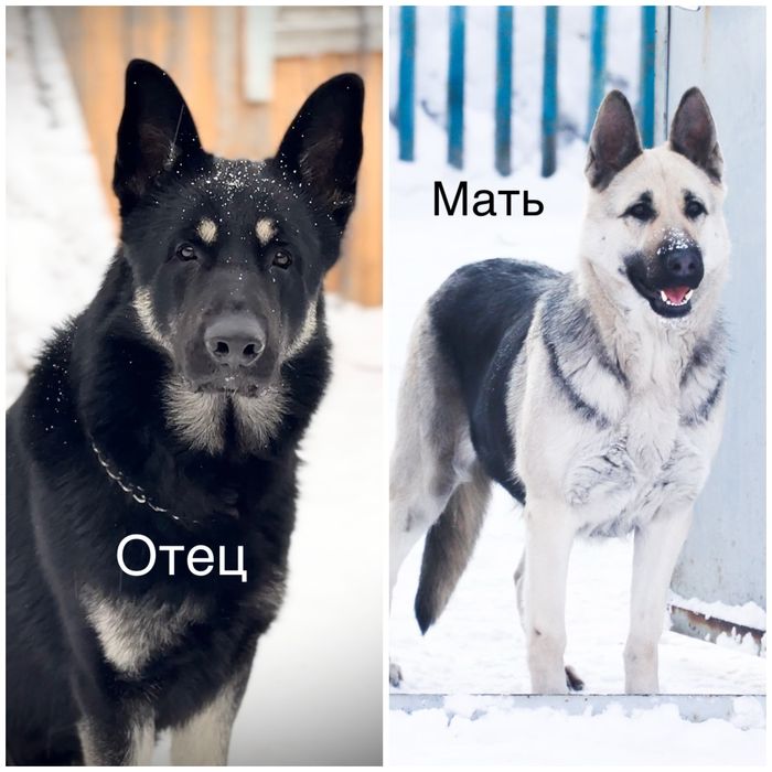 Высокопородные щенки ВЕО с документами СКК