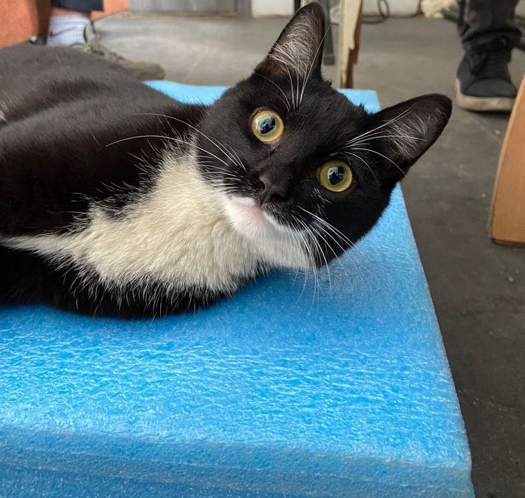 Кошечка бесплатно