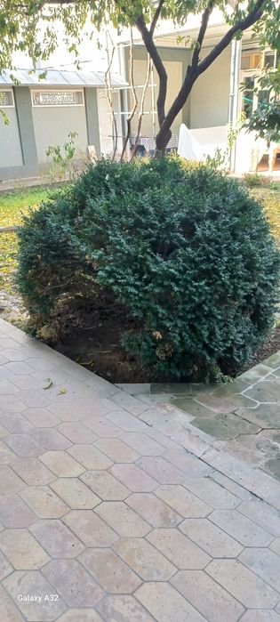 Растение Подсвечник (Шамшод)