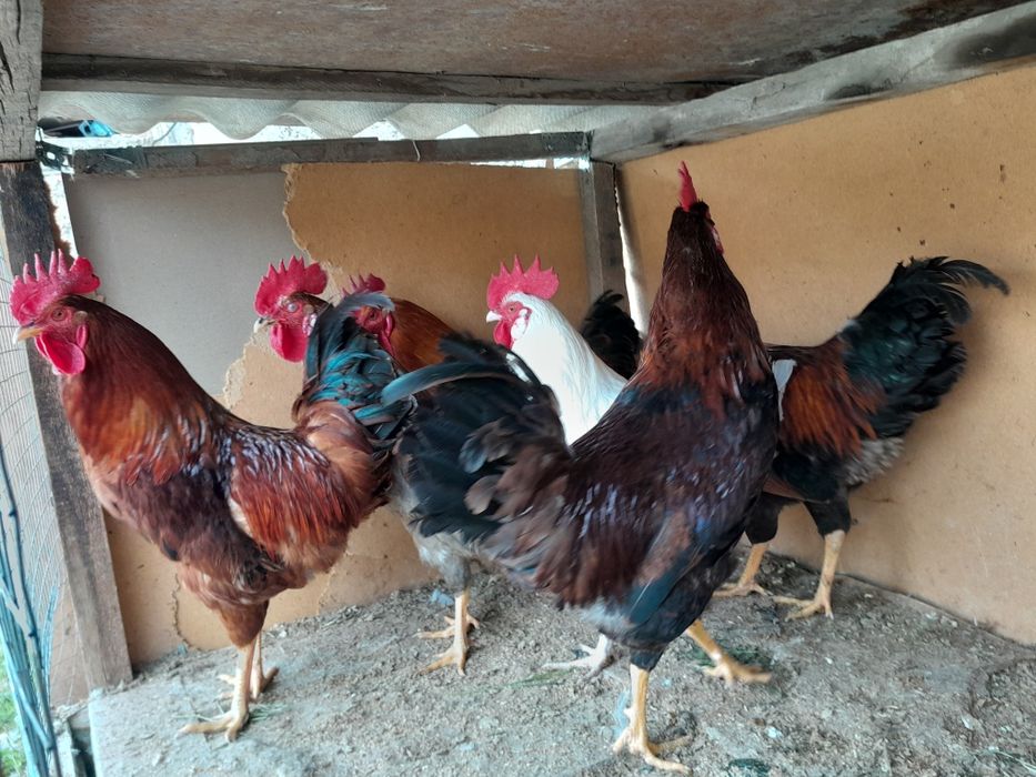 Продам петухов. Кораздар сатылады