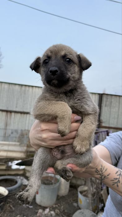 Отдам Щенят в хорошие руки!