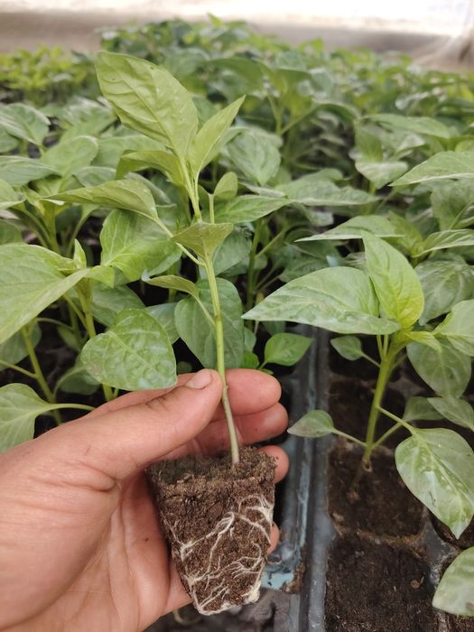 Răsaduri roșii, kapia, gras, castraveți