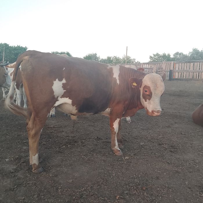 Продам быков подсосные