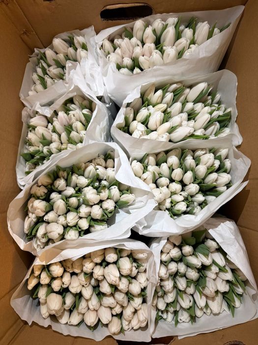 Тюльпаны букеты  от 700 тг