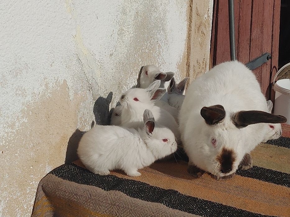 Vind iepuri Californieni diferite virste