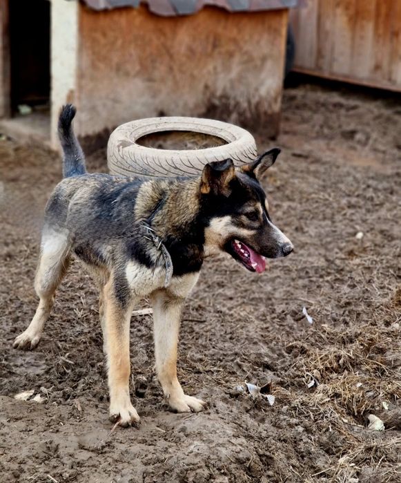 Шурик из приюта "Хвостатый Рай"