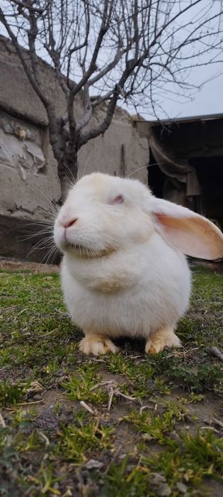 Hikol quyon sotiladi