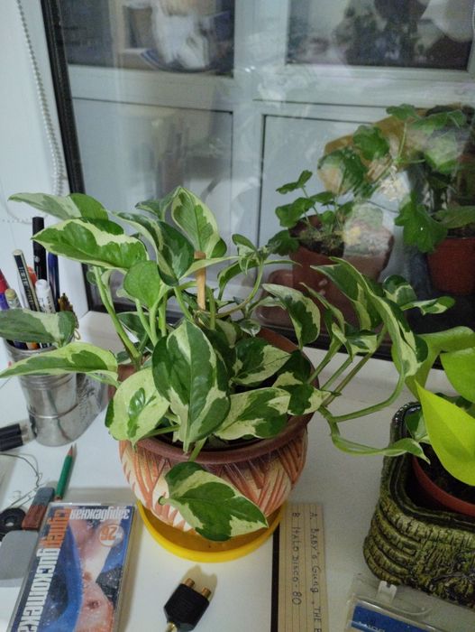 Цветы традисканция, замиакулькас земзи