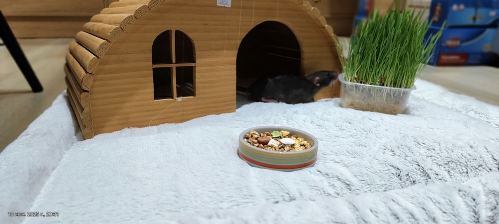 Крыса малыш,крысы,крыски