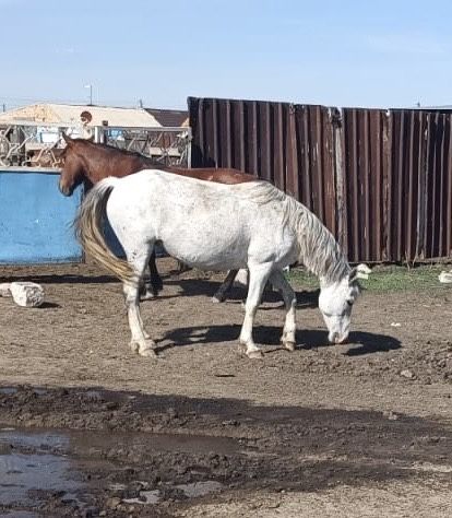 Семиз бие сатам…