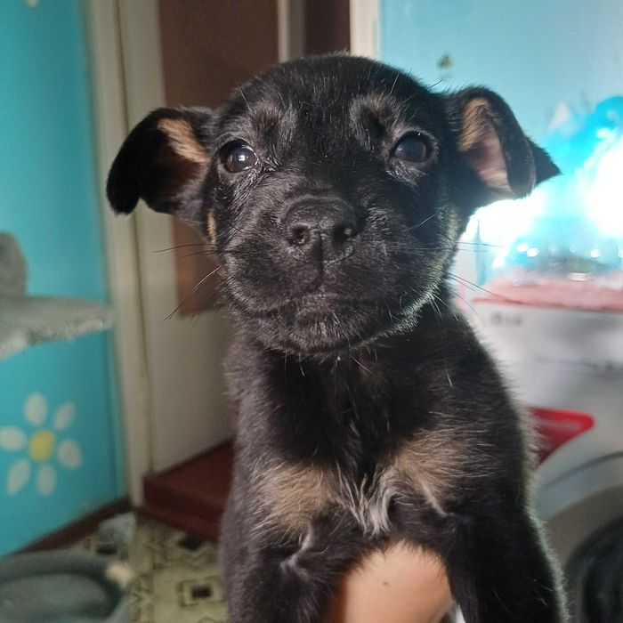 Даром щенок в добрые руки