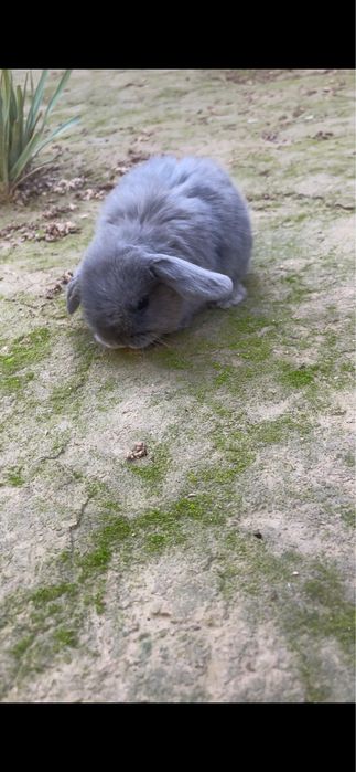 Karlik quyon baran zotor