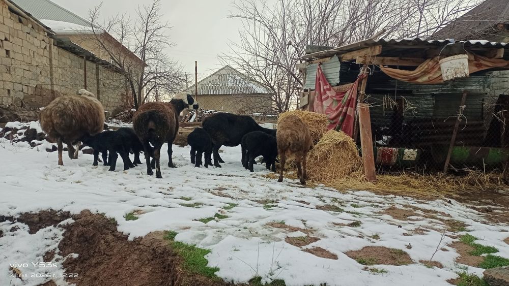 Қозылы қой сатылады бағасы 160000 теңге