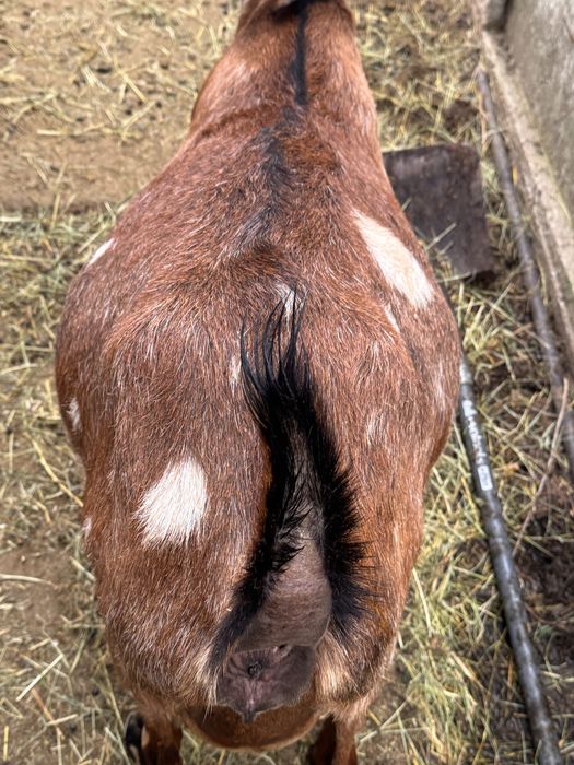 Capra anglonubian gestanta