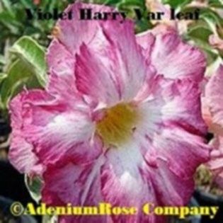 Seminte adenium  obesum