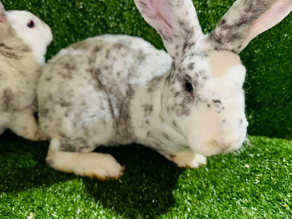 Кролики Рекс разных окрасов