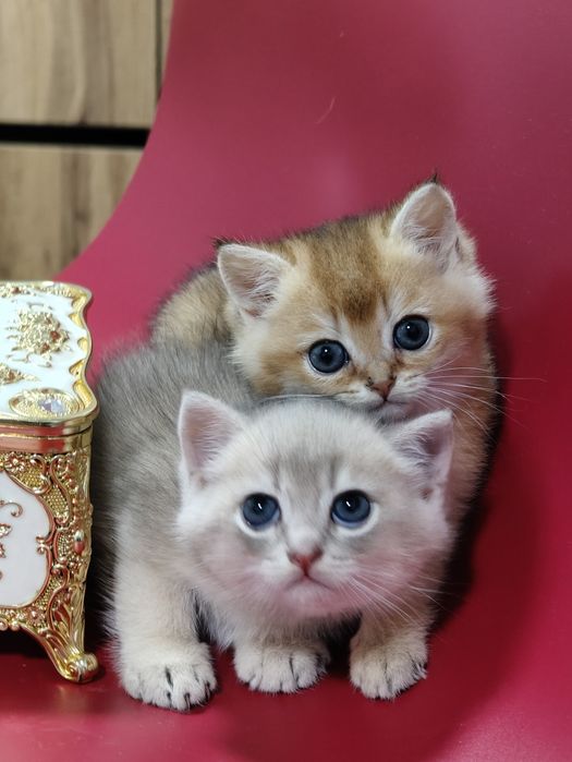 Котята на резерв шиншиллы