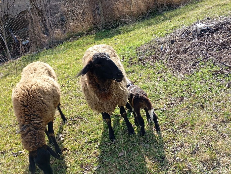 Продават се спешно на куп