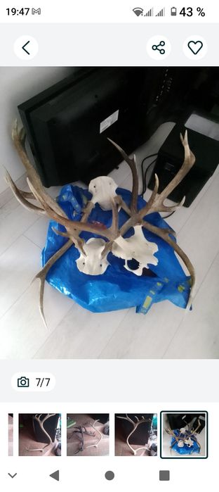 Vând coarne, trofeu cerb