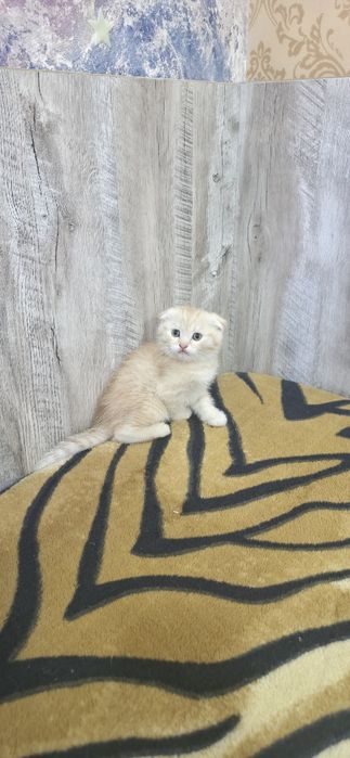 Шотландские вислоухие