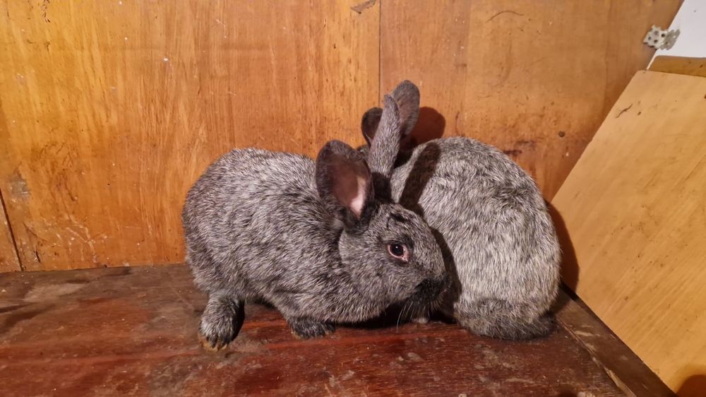 Продам кроликов г.Семей