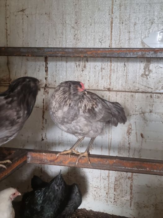 Амераукана петли