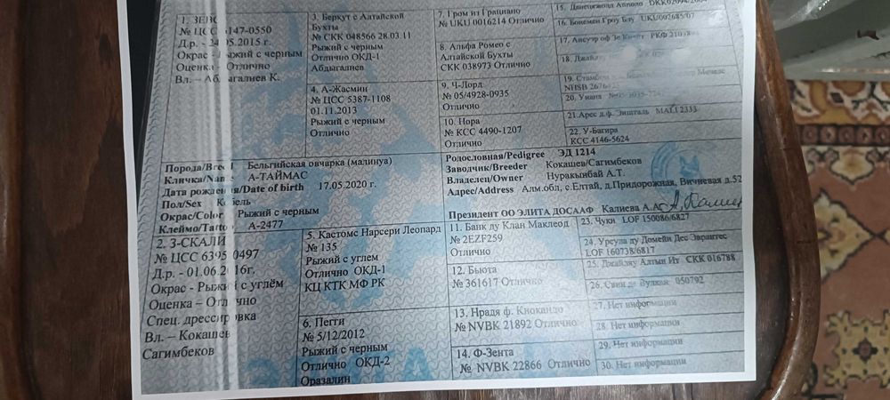 Щенки бельгийской овчарки