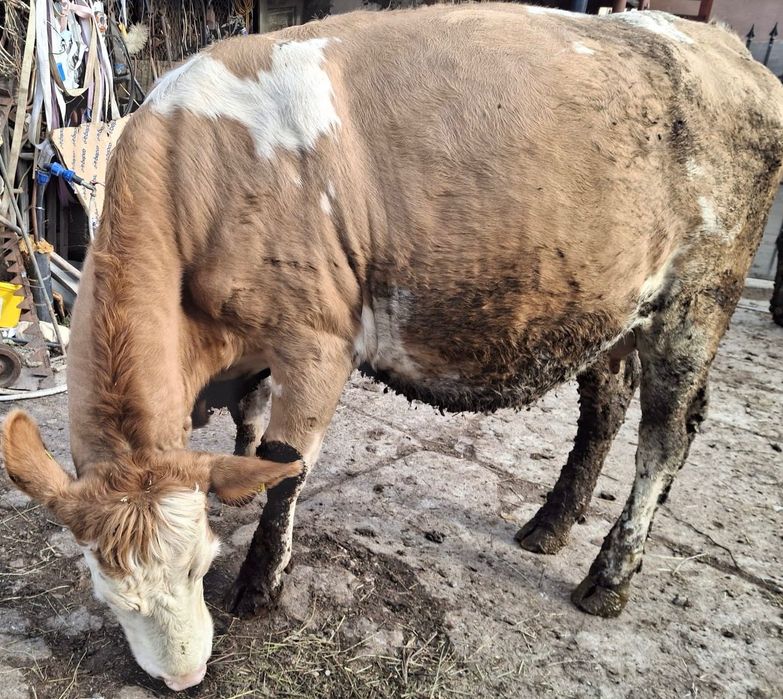 Vând vaca cu vițea