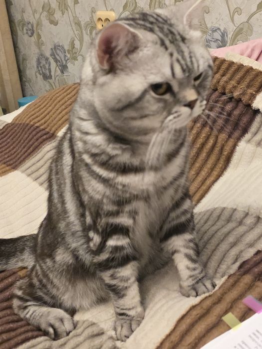 Кот шотландский с мраморным окрасом