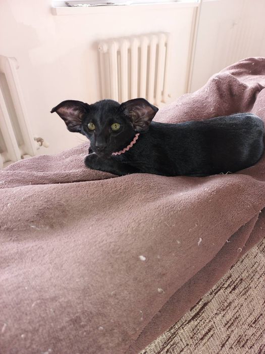 Ориентальные котята