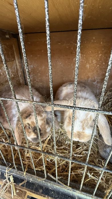 Vand iepuri Mini Lop