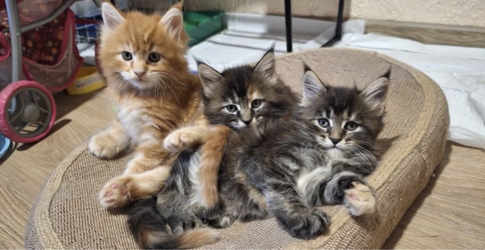 Мейн Кун котёнок девочка