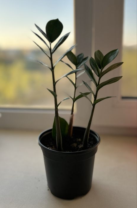 Комнатные цветы Замиокулькас