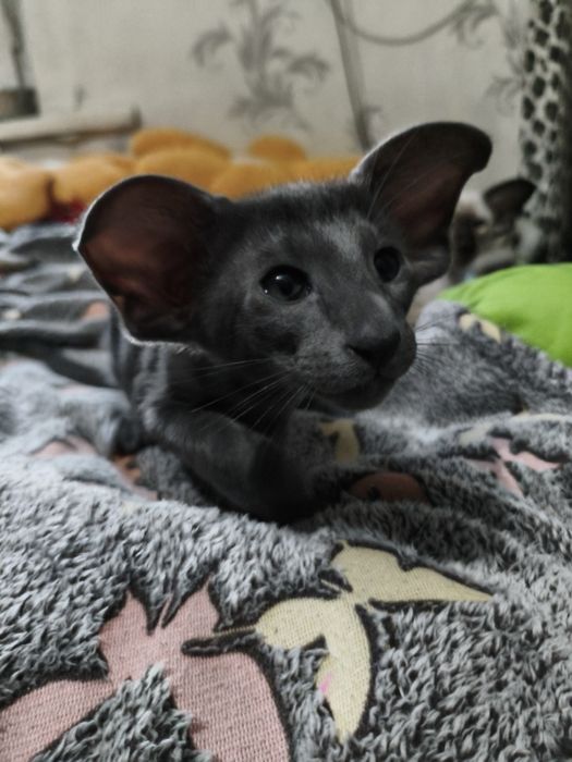 Ориентальные котята экстрим