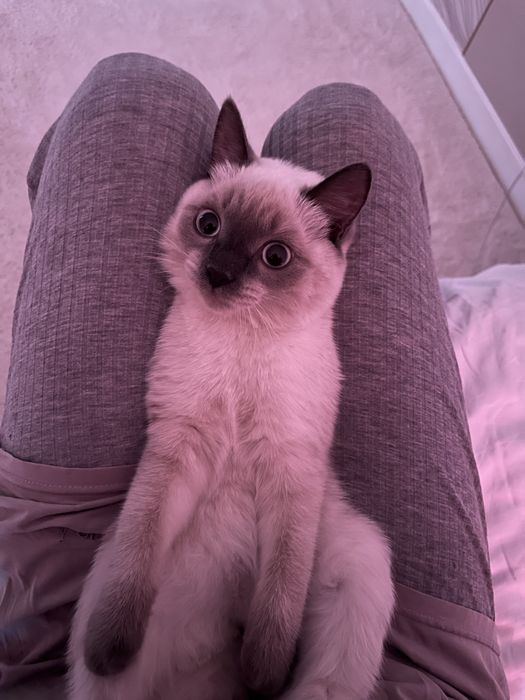 сиамская кошка 7-8 месячная