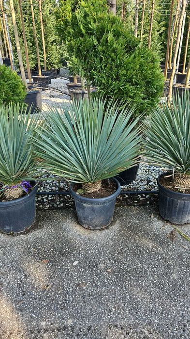 Maslini decorativ