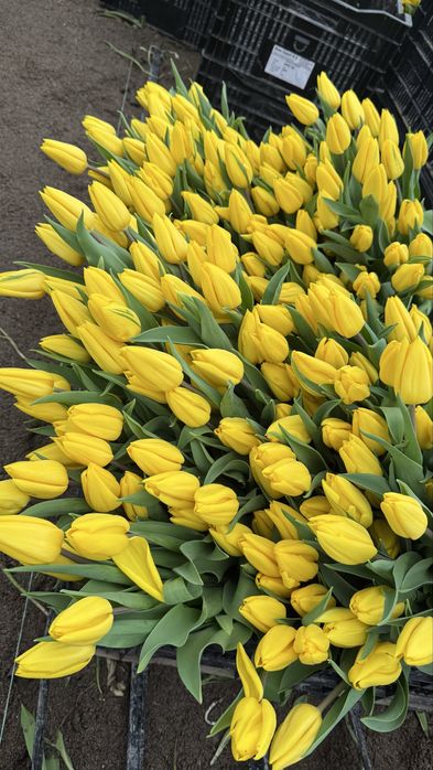 Тюльпан топ.