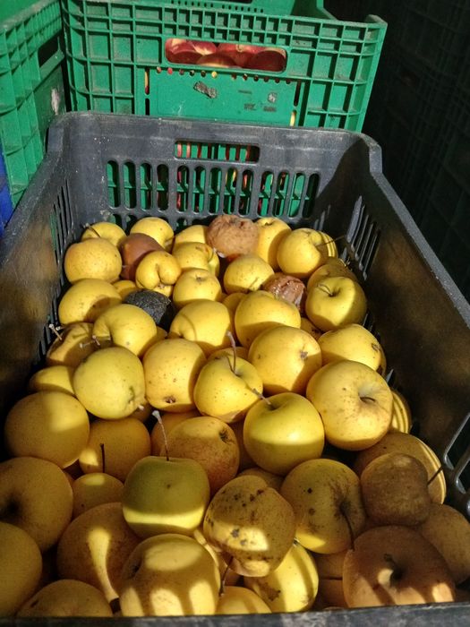 Mere golden de vanzare