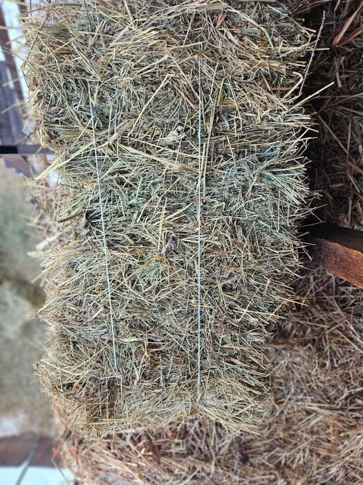 Сено в тюках клевер