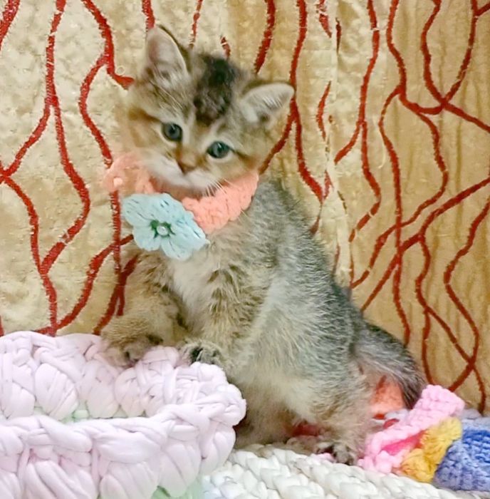 Роскошная Девочка золотая Шиншила