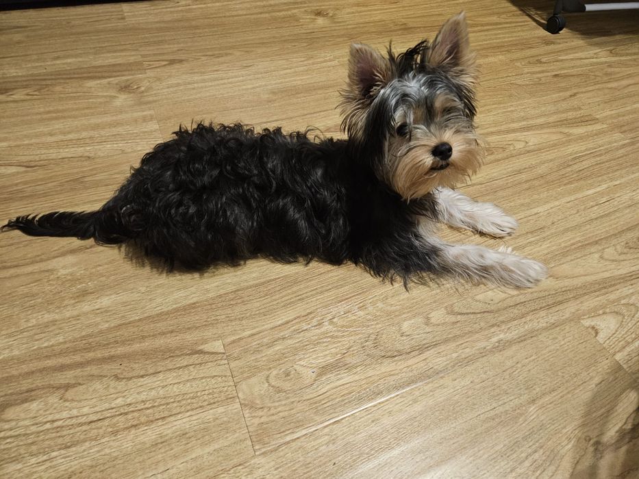 Yorh shire pui cu pedigree