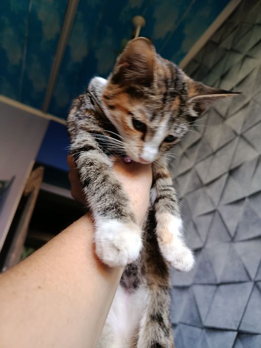 Отдадим котенка в хорошие руки